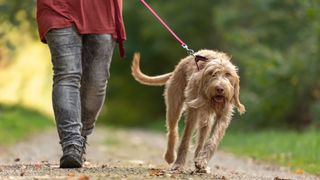 Dog pulling on leash while being walked in forest