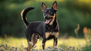 Miniature pinscher