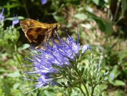 Butterfly On Top Of Caryopteris Blue Mist Shrub