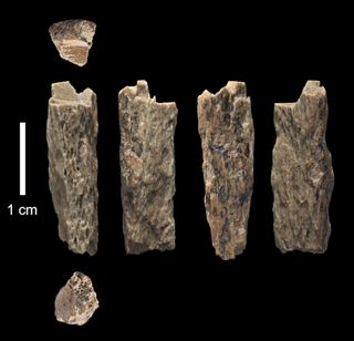 denisovan Neanderthal hybrid bone