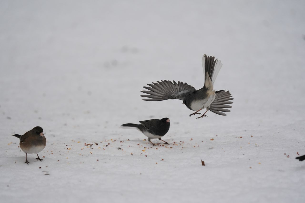 A bird photo taken with the Sony A7 V and FE 200-600mm f/25.6-6.3 G OSS