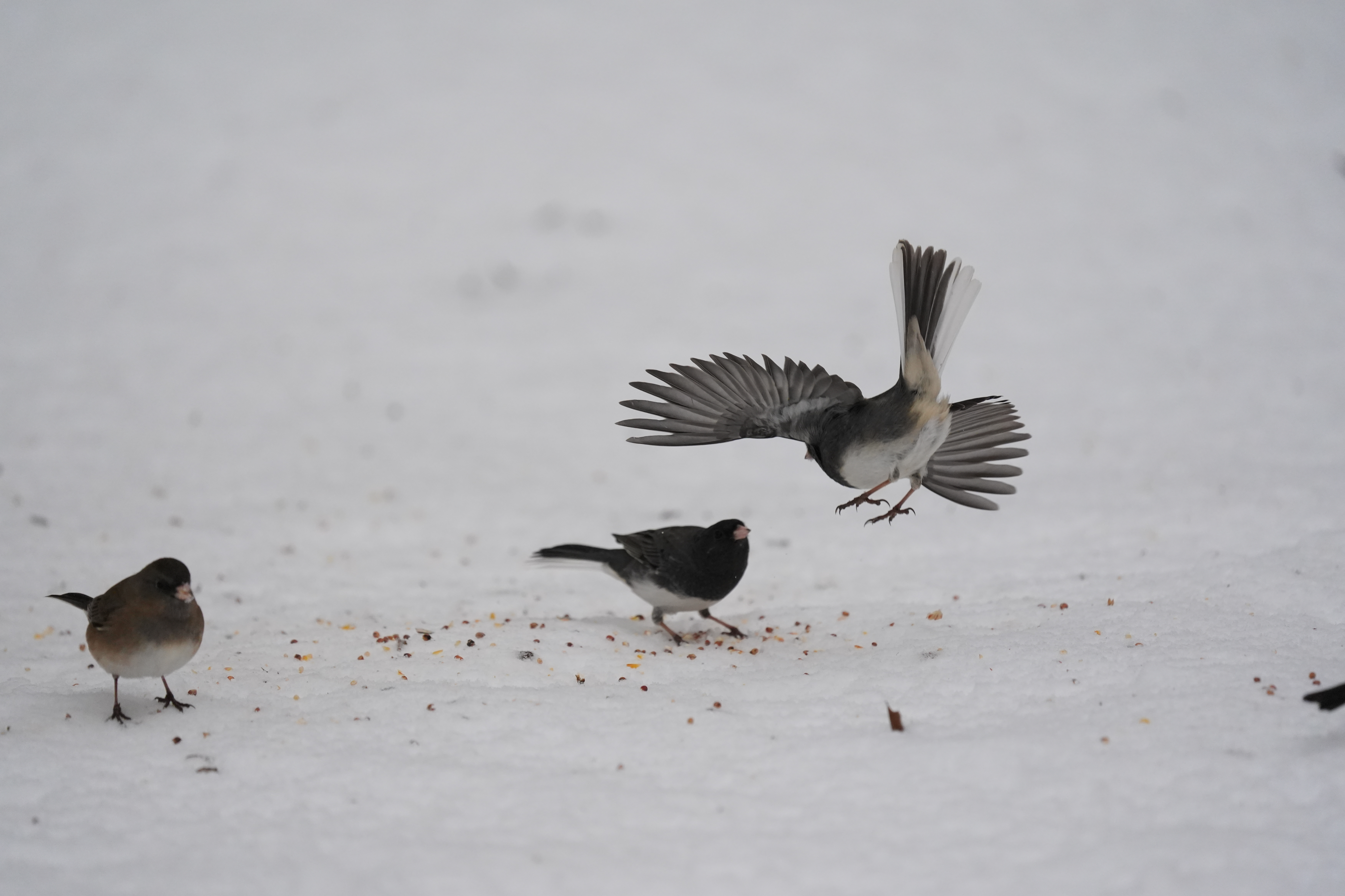 A bird photo taken with the Sony A7 V and FE 200-600mm f/25.6-6.3 G OSS