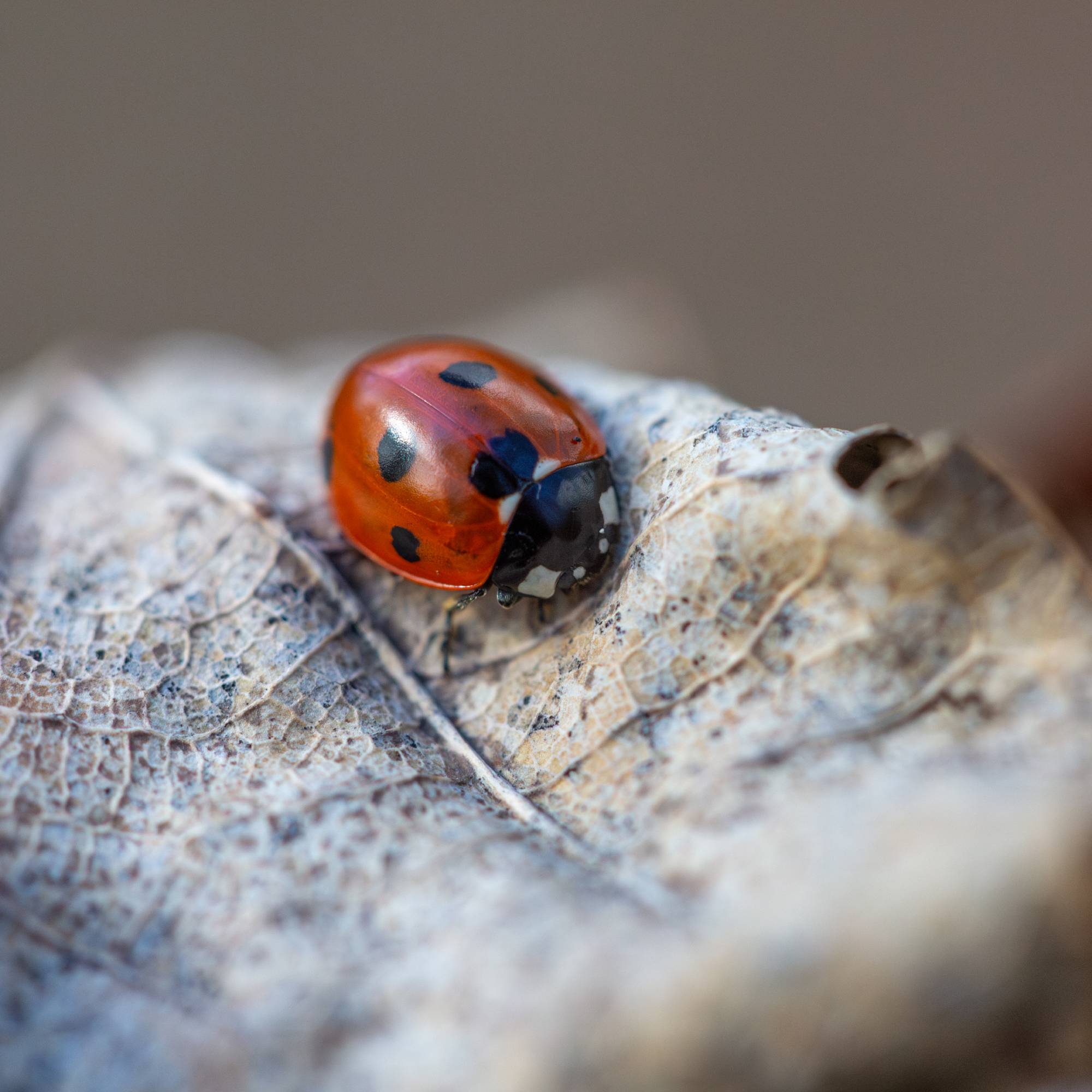 A ladybug on a dead leaf