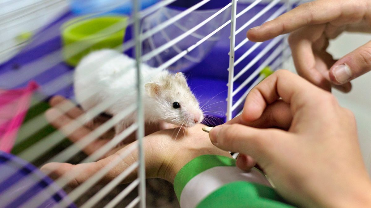 Setting up a outlet hamster cage