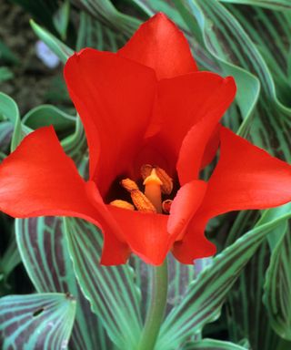 Close-up of the bright scarlet petals of Tulipa 'Red Riding Hood'