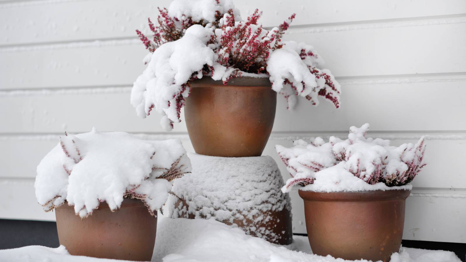 Three potted plants in the snow