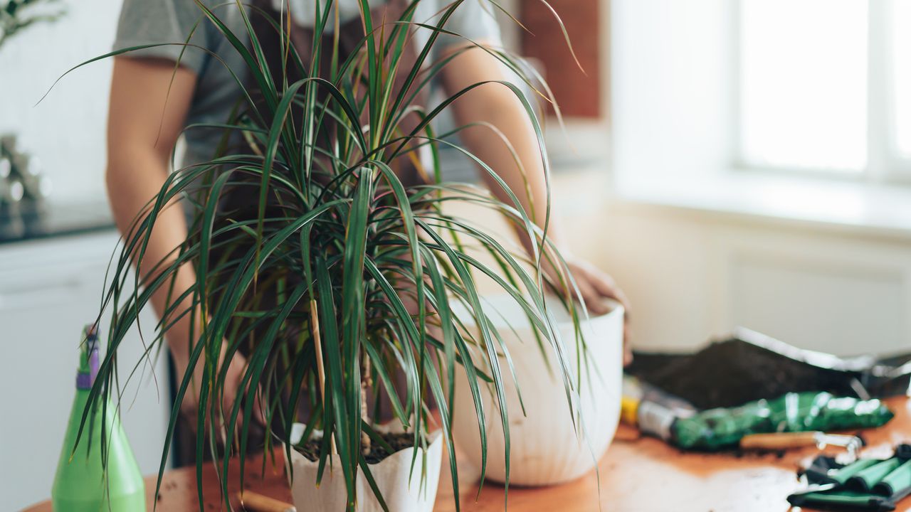 Dracaena in white pot in front of man in brown apron