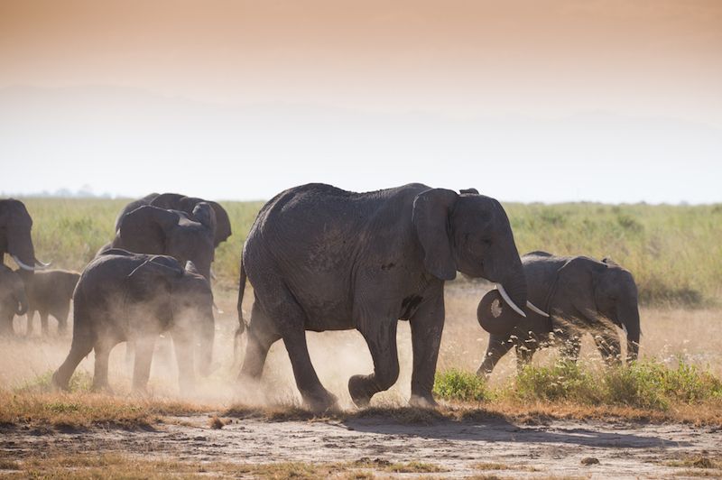 Elephants running