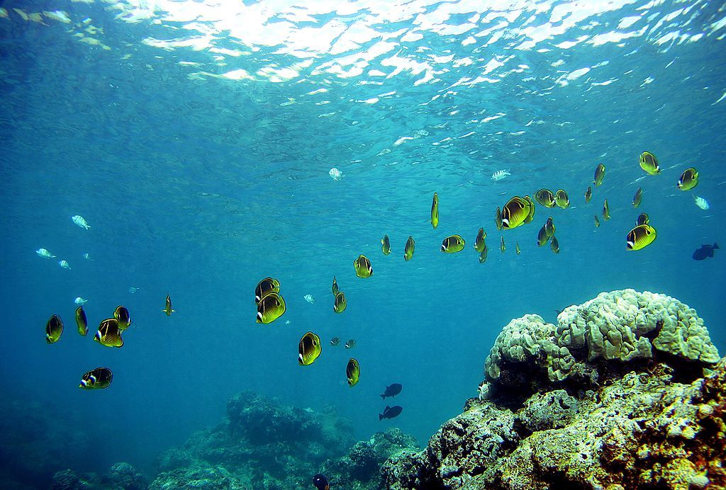 Hawaii is going to get a huge marine sanctuary