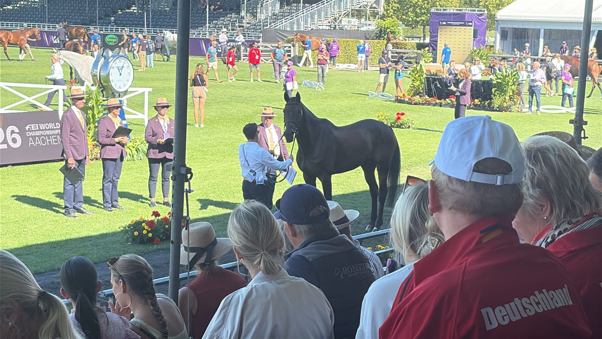 bay horse standing at Aachen horse inspection