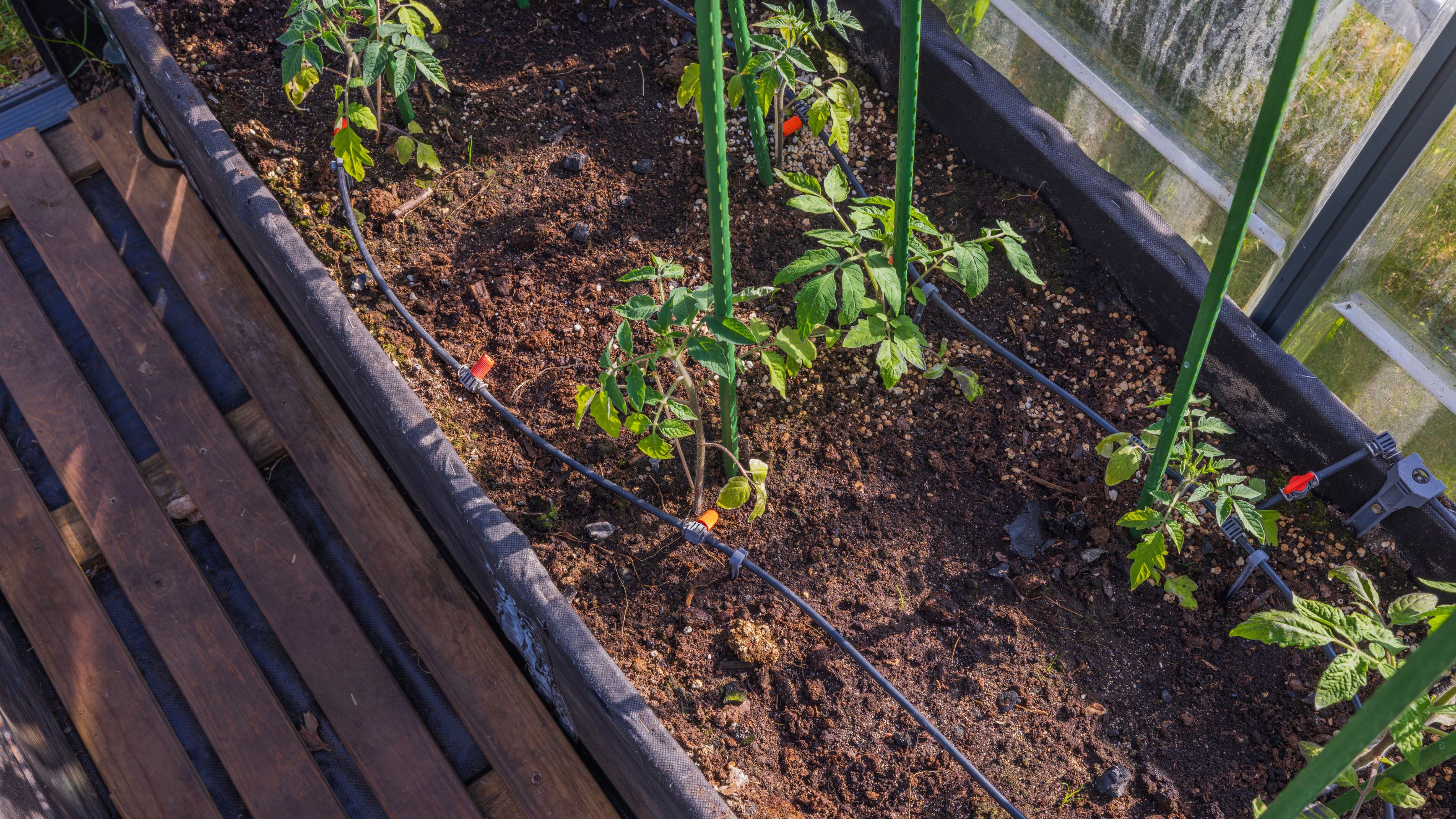 Automatic drip irrigation system in vegetable bed 
