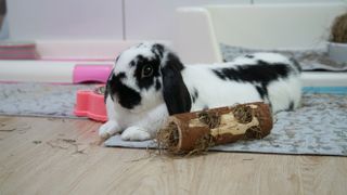 Rabbit with toy