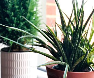 An aloe vera plant in a pot beside another houseplant on a window ledge