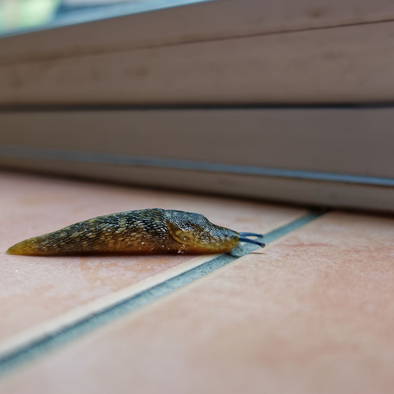 How to get rid of slugs in the house natural solutions Ideal Home