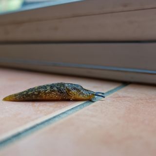 Slug on tiled floor