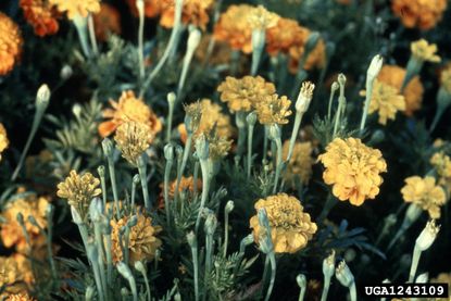 Diseased Marigold Plants