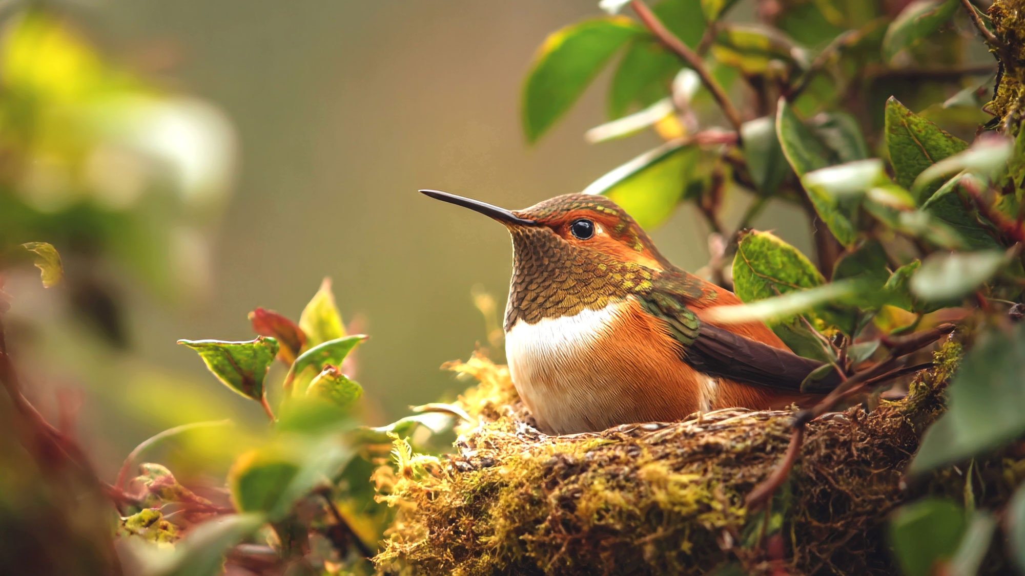 rufous hummingbird sitting in nest in tree