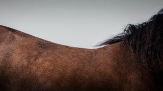 Abstract close-up of a brown horse
