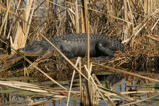 Alligator sunning