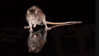 brown rat on shiny black floor