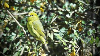 One yellow-green-colored hawaiʻi ʻamakihi (chlorodrepanis wilsoni) is a species of hawaiian honeycreeper endemic to the islands of maui & moloka'i.