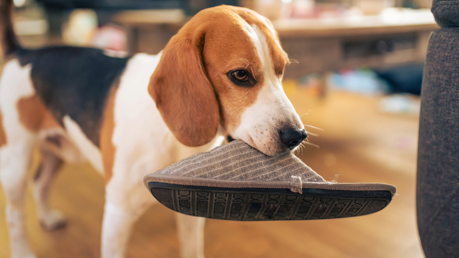a beagle carries a slipper in their mouth