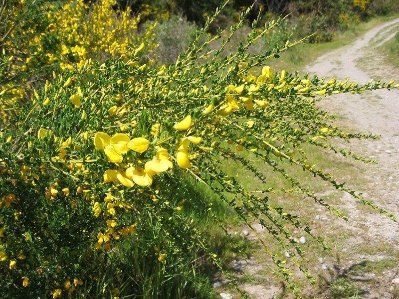 Yellow Scotch Broom Shrubs