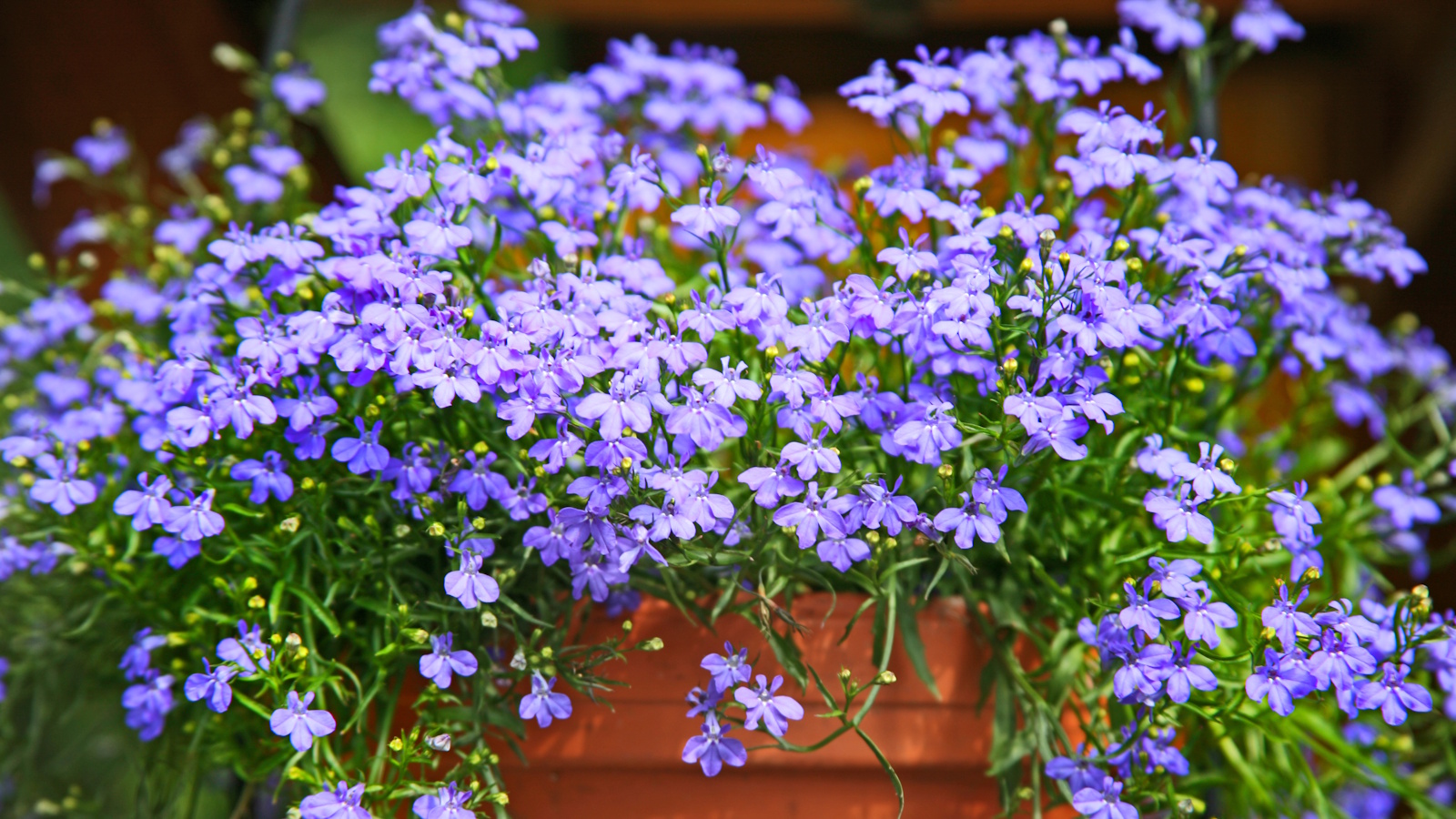 Terracotta pot with blue lobelia