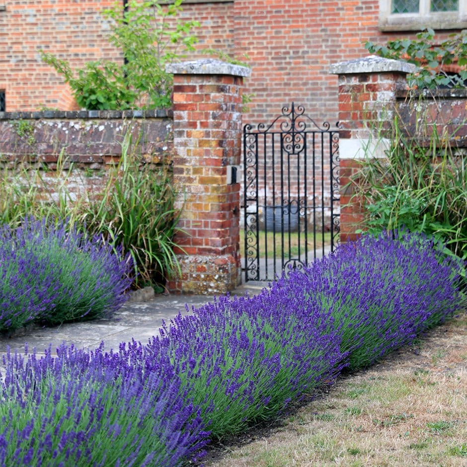 Lavandula Angustifolia 'hidcote'