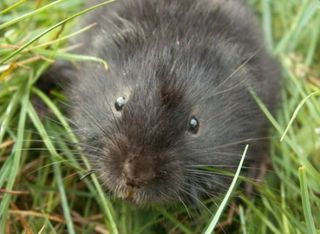 water vole