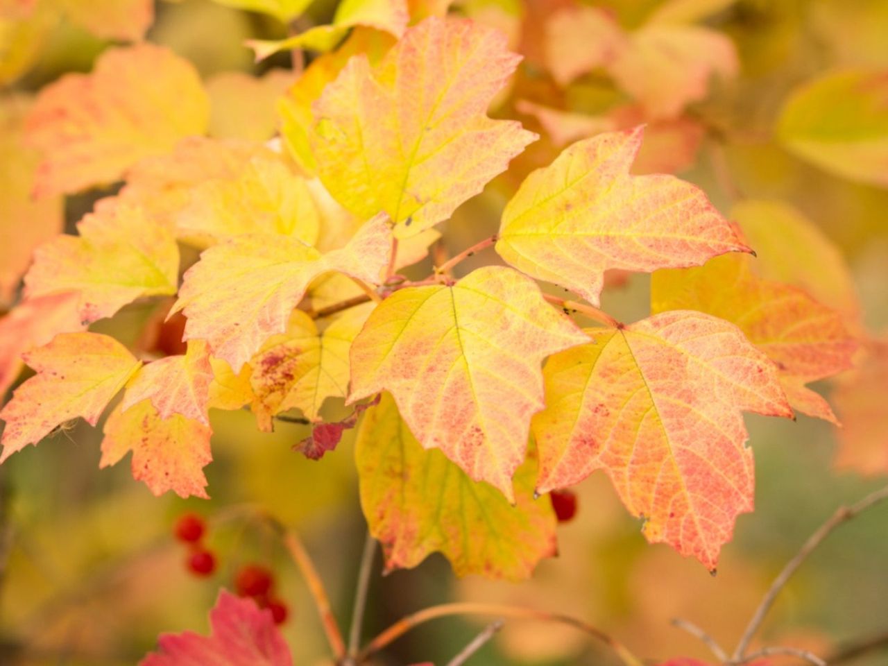 Yellowing Leaves On Viburnum Plants