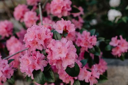Shade loving plants: pink rhododendron
