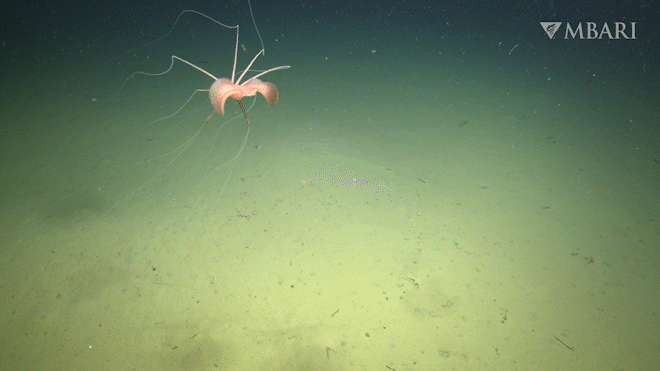 Watch the first-ever footage of a rare deep-sea squid in the northeastern Pacific