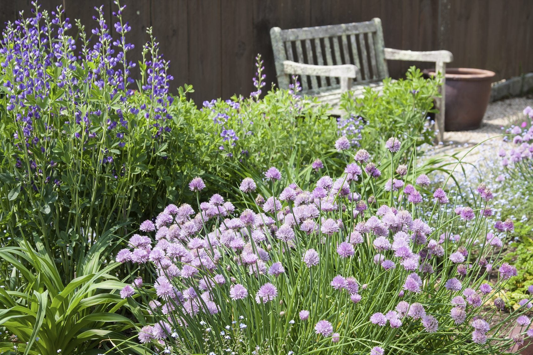 What To Grow Near Chives: Learn About Good Companion Plants For Chives |  Gardening Know How