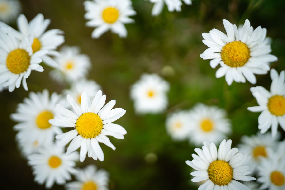 Photo of daisies taken with the Viltrox AF 35mm f/1.2 LAB FE