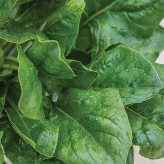 spinach 'Riverside Hybrid' Burpee