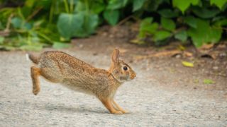 rabbit jumping in the air