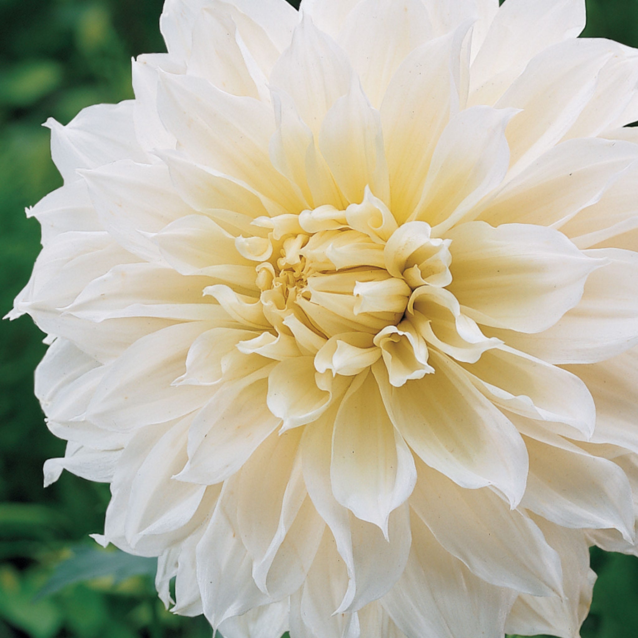 Fleurel Dahlia Tuber