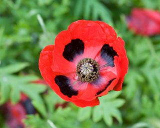 close up of a red Papaver commutatum ‘Ladybird’ flower in bloom