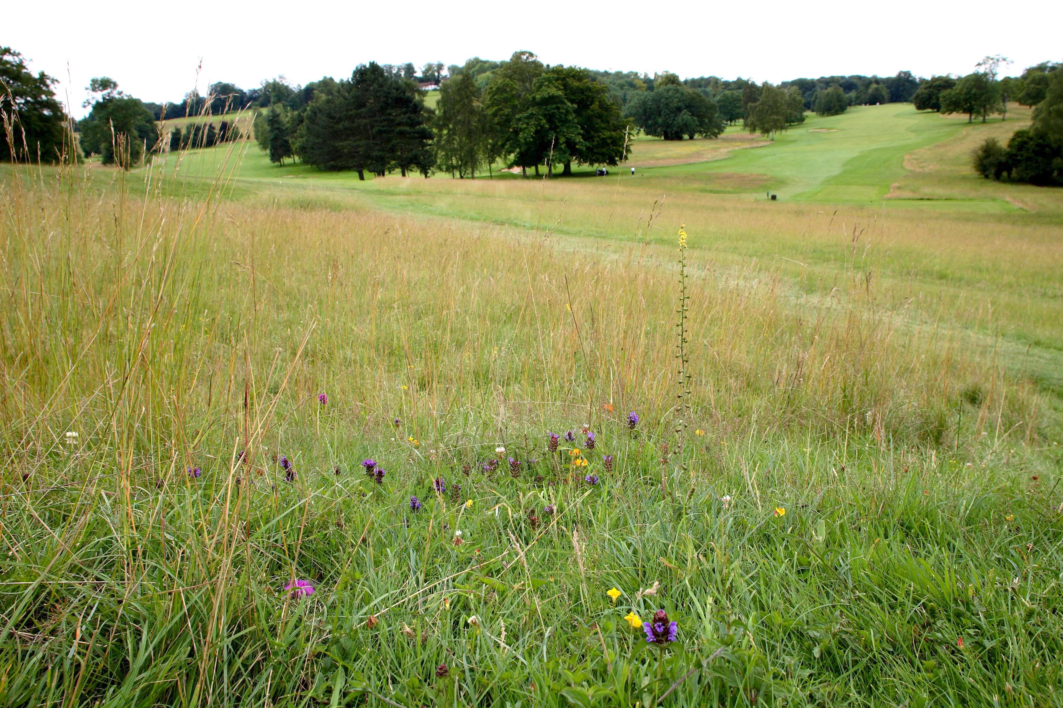 Meadow roughs at Temple GC in Berkshire