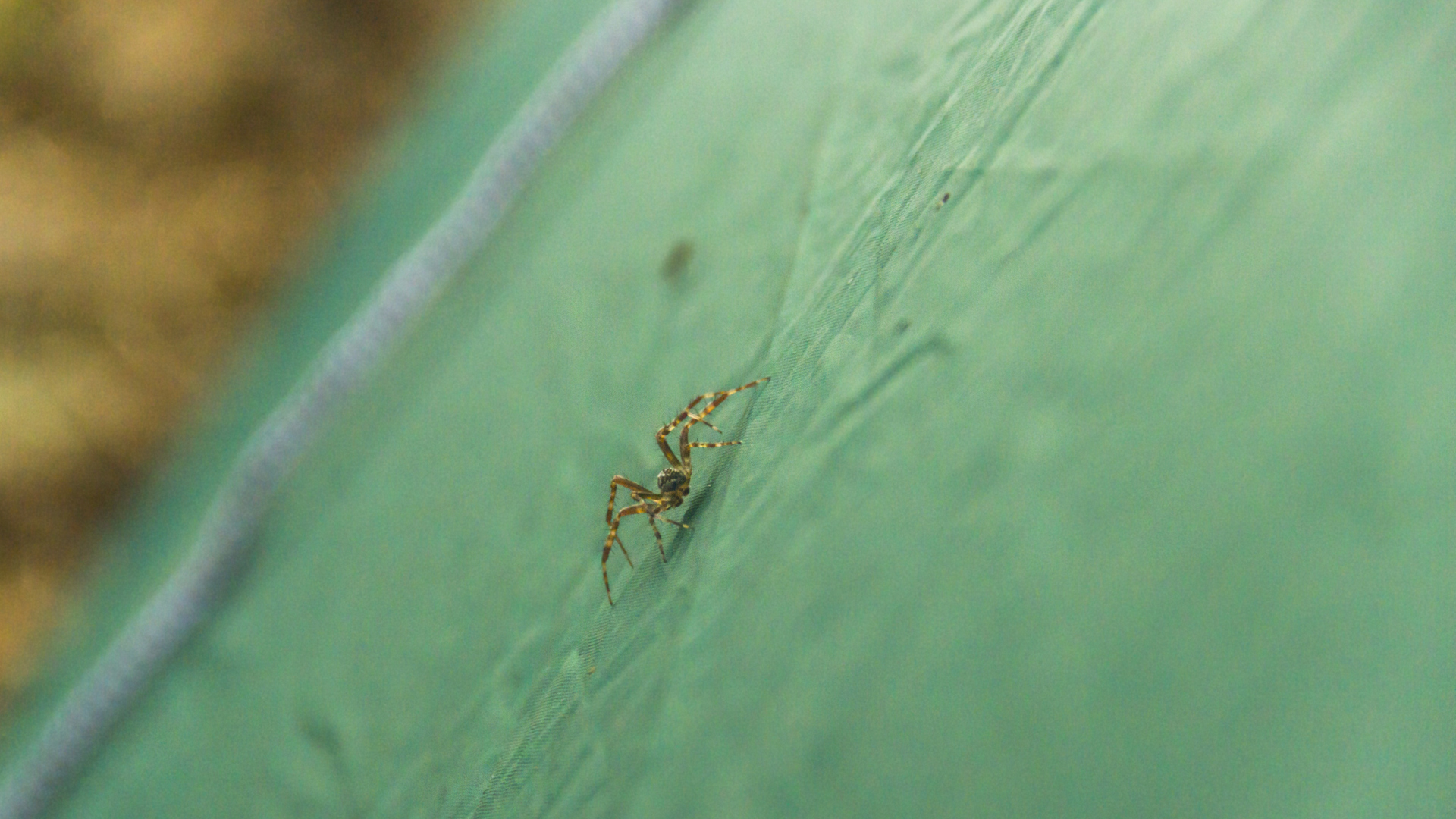 a small spider on the green tourist tent