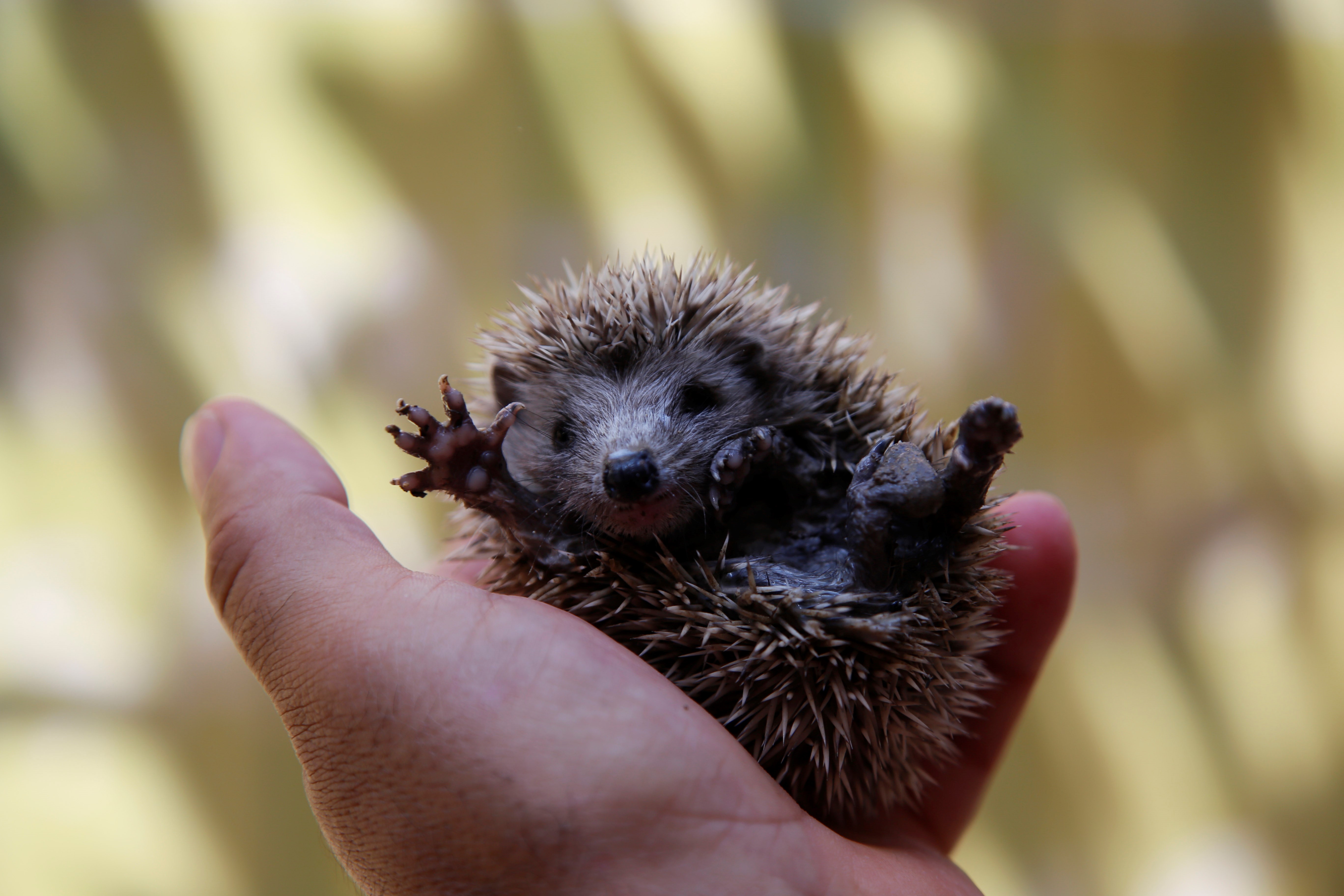 A really cute-looking baby hedgehog.