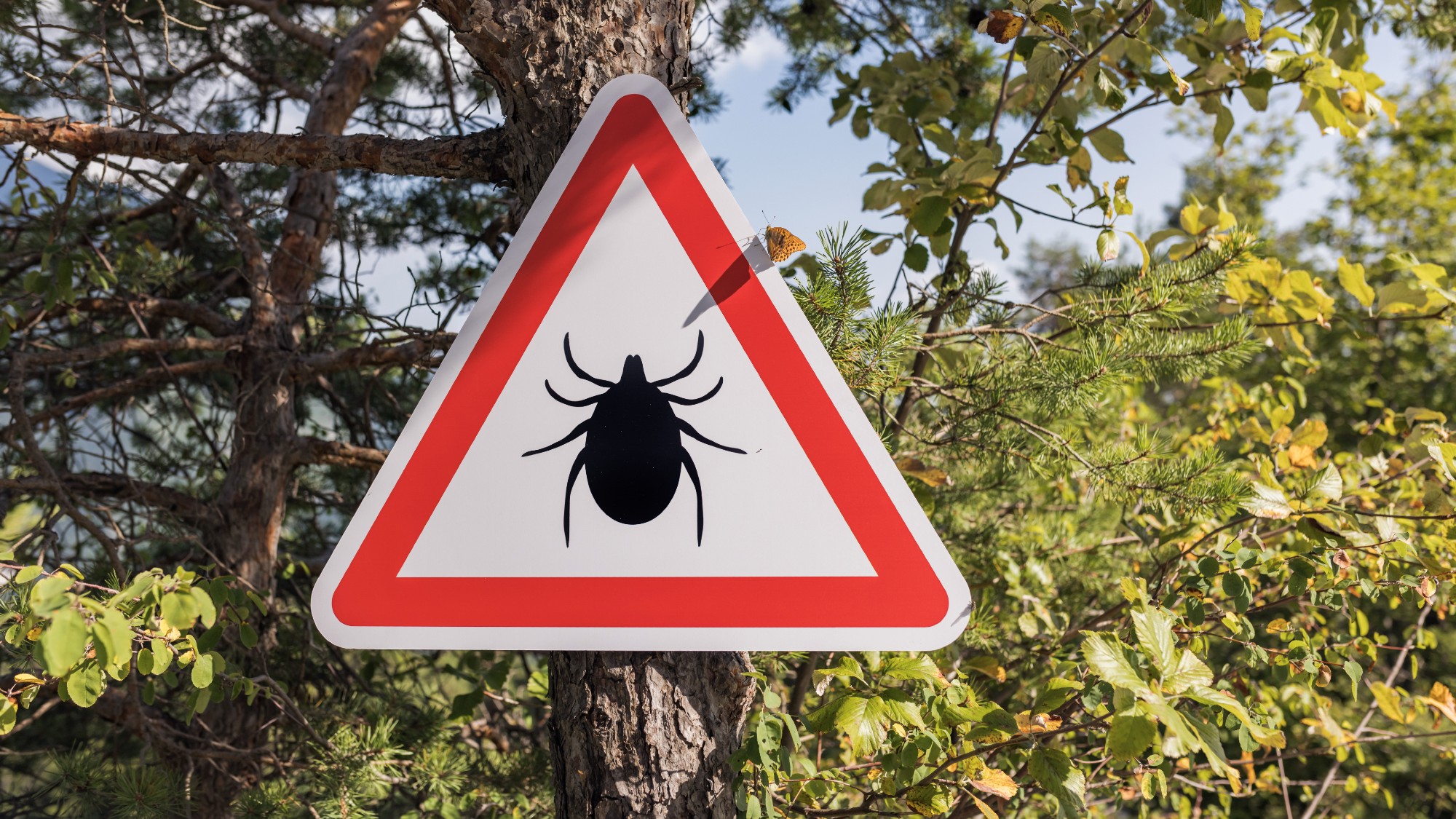 Sign in the woods warning of potential tick danger 