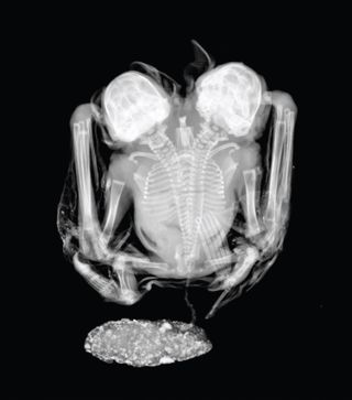 This X-ray shows that the spines of these conjoined bat twins are joined at their lower backs.