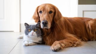 Dog and cat lying on the floor together