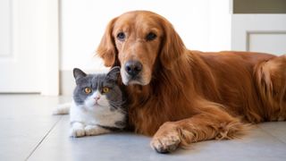 Dog and cat lying together on the floor