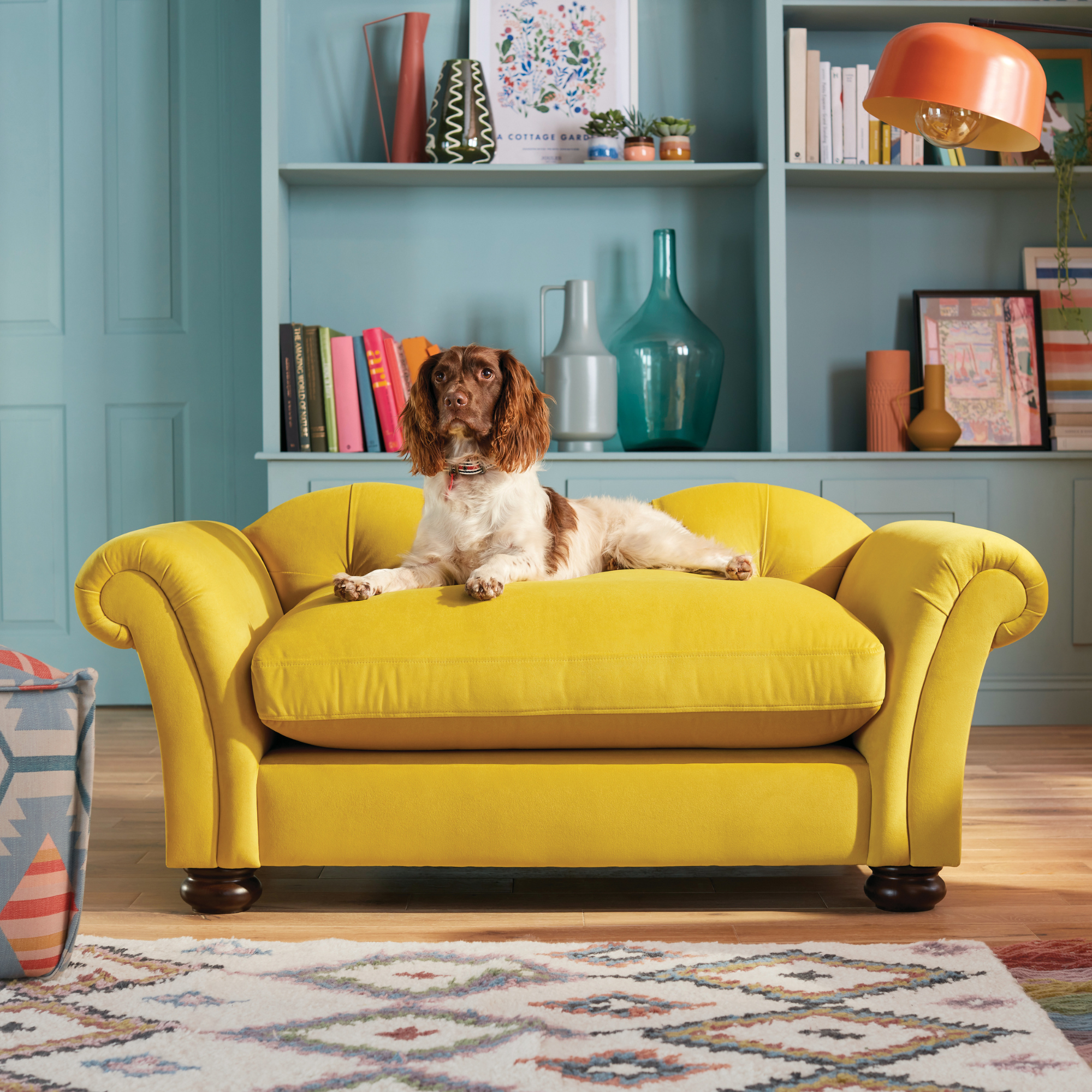 Dog sat on yellow dfs armchair.