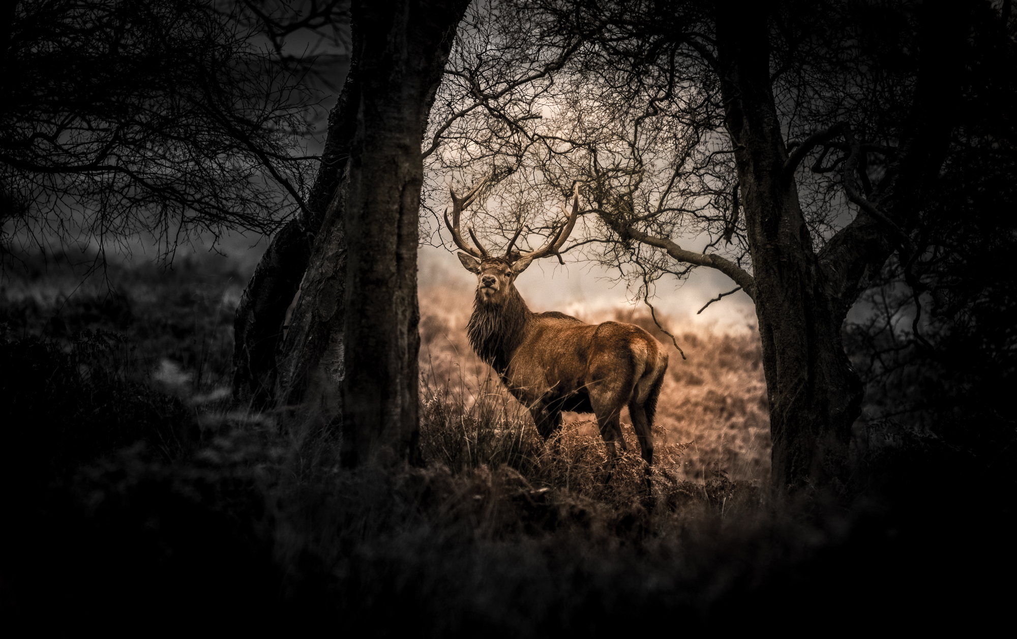photographing wildlife deer