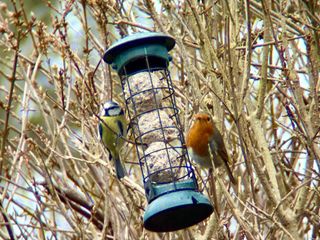 Close up shot of a Blue Tit and a Robin on either side of a bird feeder looking in the same direction.