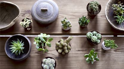 Plastic free July: a selection of cacti and succulents seen from a crows eye view on a coffee table